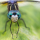 Image for article titled 75 Close-Ups Of Bugs